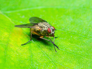 Tropical Fruit Fly on Leaf
