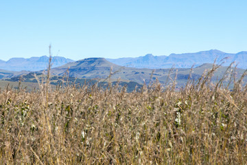 Fields of crops and grass and mountain range in the background #4