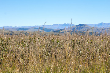 Fields of crops and grass and mountain range in the background #3