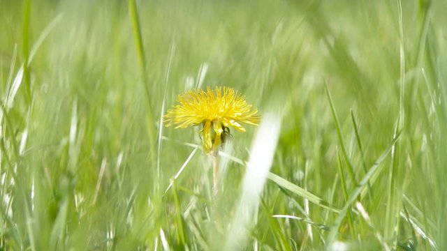 Macro of Taraxacum campylodes, yellow flower of young dandellion in lush grass shaking on wind naturl color grading