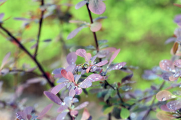 Wassertropfen auf Blättern