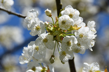 Blühender Kirschbaum
