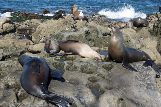 Sea Lion family on the beach, La Jolla, California.