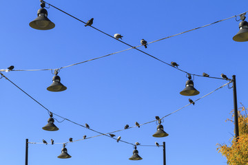 Pigeons sitting on power lines at Pier 84 in Manhattan, New York City, New York, USA