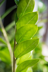 Close up green leaves of the indoors plant
