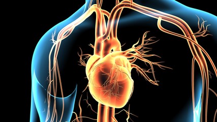 3d illustration human body heart and brain Nervous