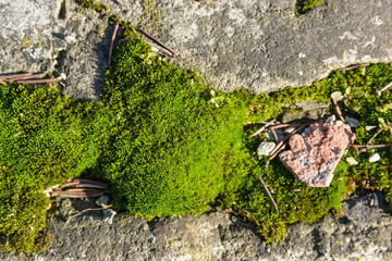 Close up moss on the stone