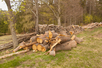 Pile of timber on the forest edge. Working in the forest. Preparing for the winter.