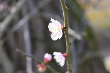 涅槃桜