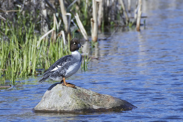 Common goldeneye (Bucephala clangula)
