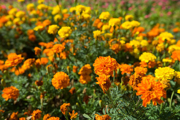 Orange and yellow marigolds or tagetes outdoors
