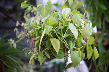 fresh green Epipremnum aureum plants