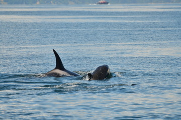 Orca