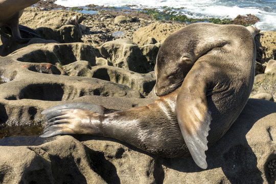 Sea Lion puppy - baby seal on the beach, La Jolla, California.	