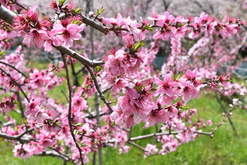 Obraz premium 桃の花