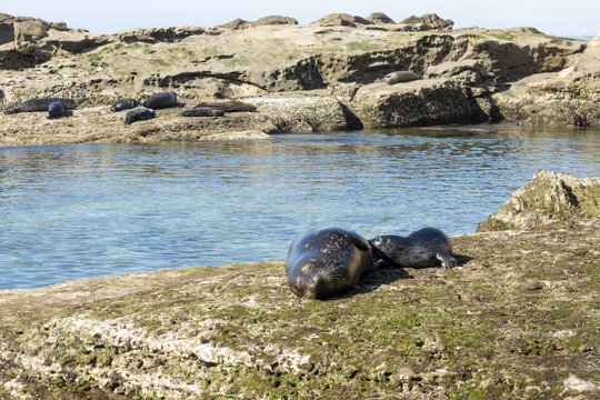 Sea Lion milking baby seal on the beach, La Jolla, California.