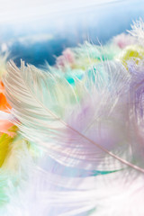 Soft multicolored feather photo with bokeh background.