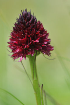 Fototapeta Nigritella rhellicani ou Nigritelle noire dans les Alpes Suisse durant l'été 2016. Cette fleur pousse dans les alpages et prairies de montagne entre 1 500 et 2 500 m d'altitude