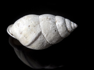 Fossil of Land snail shell © Satakorn