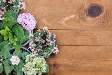 Group of flower pot on wood floor