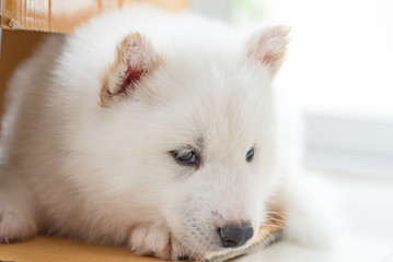 Beautiful siberian puppy