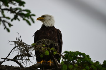 Weisskopfseeadler auf Baum