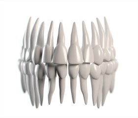 Anatomical dental model of human teeth for dentistry, dental care, medical students. 3d illustration