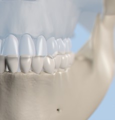 Fototapeta na wymiar Anatomical dental model of human teeth for dentistry, dental care, medical students. 3d illustration