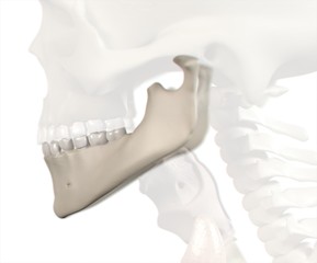 Anatomical dental model of human teeth for dentistry, dental care, medical students. 3d illustration