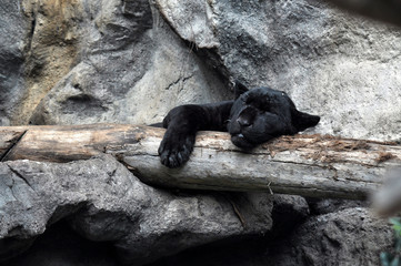 Fototapeta premium Śpiąca czarna pantera przesuwa łapę drzewa.