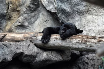 Foto auf Acrylglas Puma Schwarzer Panther, der die Pfote des Baumes schläft.