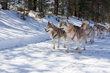 Husky dog sledge in winter forest