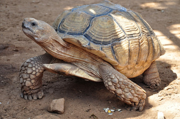 Big old turtle walking slowly on a sand.