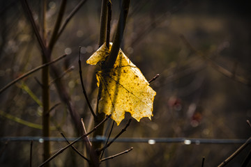Ein Blatt am Zaun