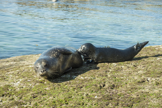 Sea Lion milking baby seal on the beach, La Jolla, California.