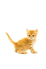 Tabby turkish angora kitten  standing isolated on a white background