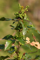 Mahonia common