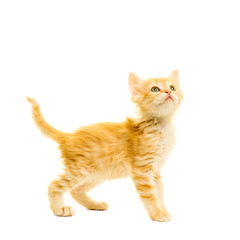 Tabby turkish angora kitten  standing isolated on a white background