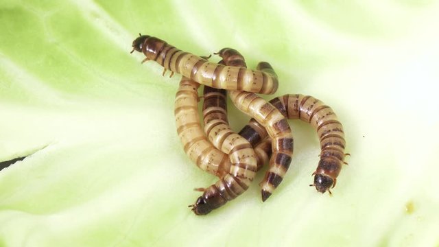 Zofobas larvae on cabbage