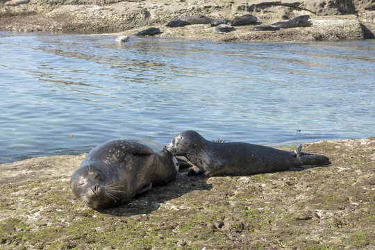 Sea Lion milking baby seal on the beach, La Jolla, California.