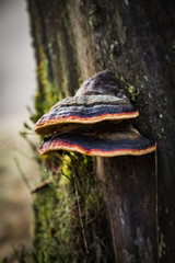 Fototapeta premium Pilz am Baum