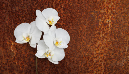 Fototapeta na wymiar white orchid branch on a rusty background