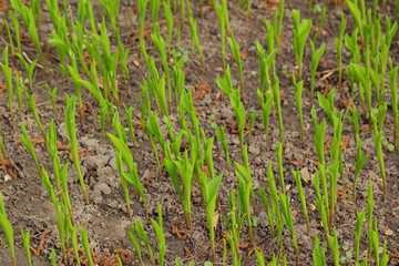 lily of the valley