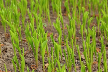 lily of the valley