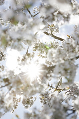 Kirschblüten