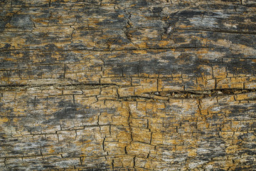 Wood texture on the tree trunk aged by the passage of time with moss and mushrooms
