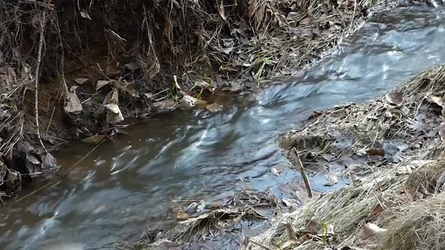 Small river flowing between old grass and foliage. Clear water running in park or forest? lot or brown leaves around. Natural landscape with clear water.
