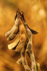 Ripe soybean pods close up