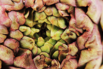 Fototapeta premium fresh artichoke texture