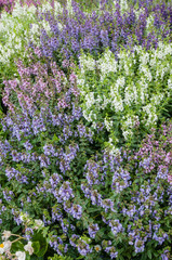 Obraz premium Flower garden with colorful background.